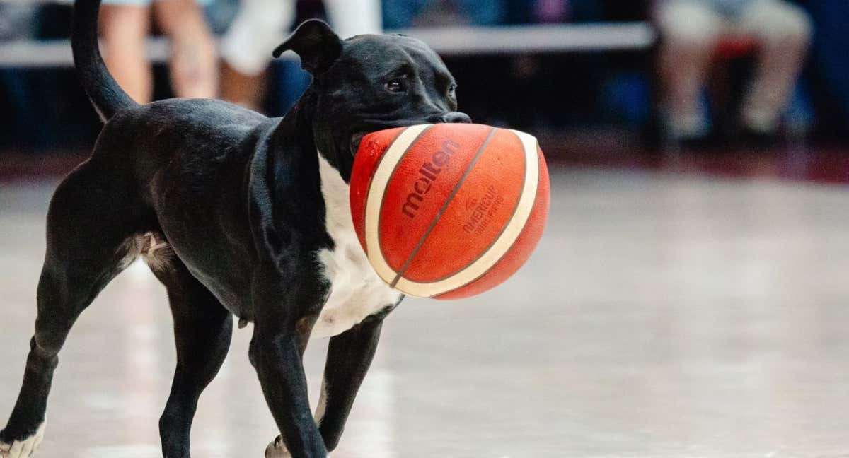 El perro que se coló en el partido entre Argentina y Chile. /FIBA