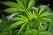 El deporte choca contra el tabú de los porros: «El cannabis no debería ser dopaje»