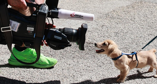 Los grandes enganchones desaparecen de la F1 y la cámara se centra ahora en el perro de Charles Leclerc