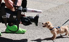 Los grandes enganchones desaparecen de la F1 y la cámara se centra ahora en el perro de Charles Leclerc