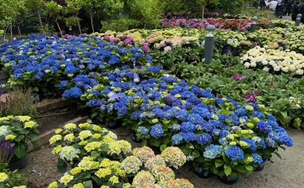 Flores todavía por colocar en las instalaciones.