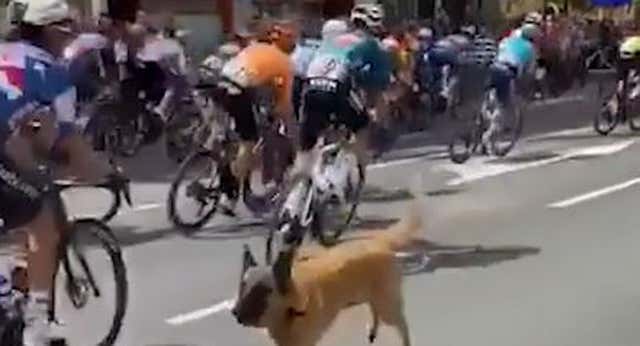 Multa de 2.500 euros para el dueño del perro que saltó al pelotón de la Vuelta en Haro