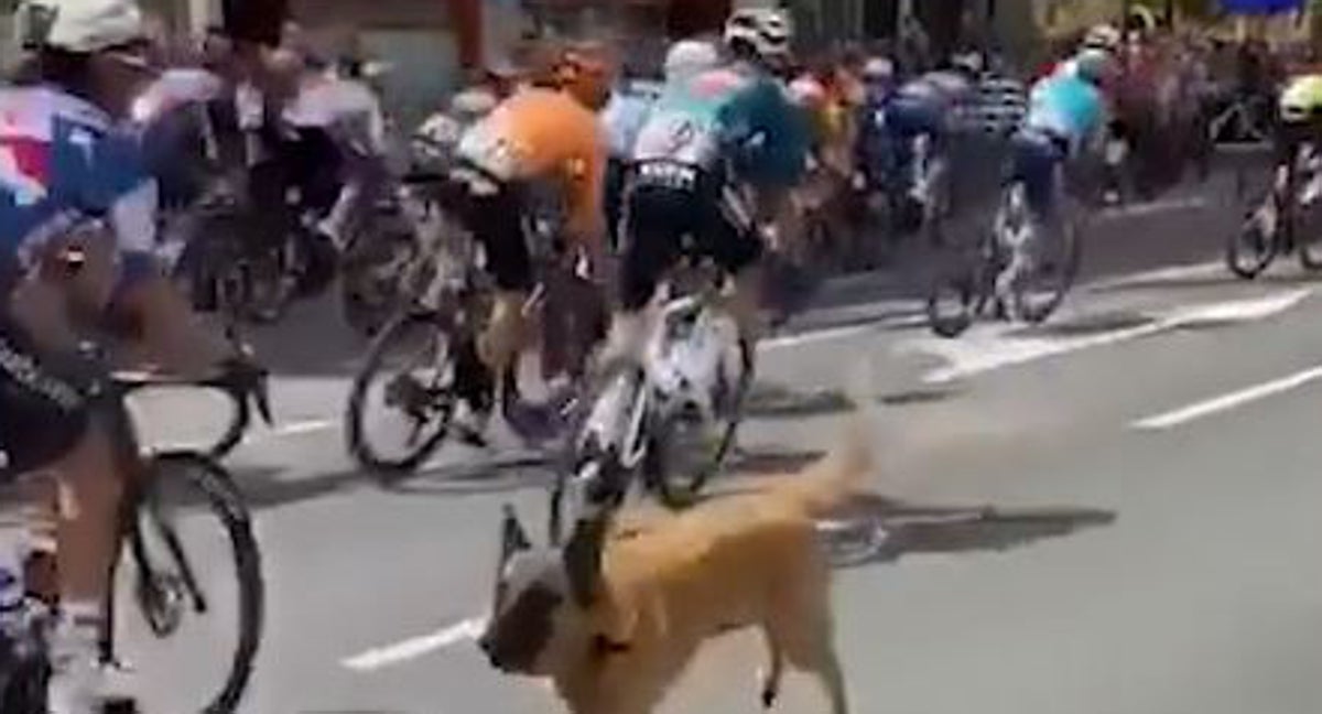 Captura televisiva del perro saltando a la calzada en mitad de la etapa de Haro.