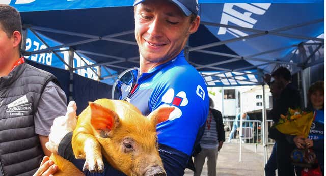 El premio más surrealista del ciclismo: Un cerdo en la Tro Bro Leon