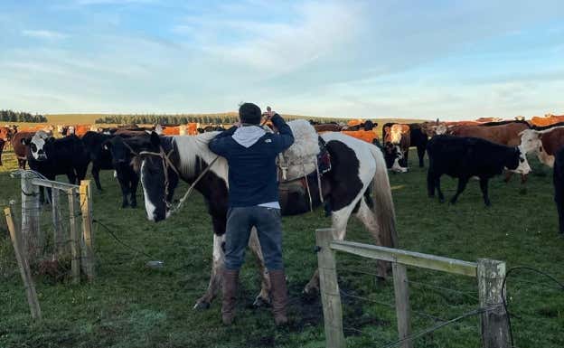 Diego Ifrán, en su hábitat natural, rodeado de caballos y vacas.  Relevo
